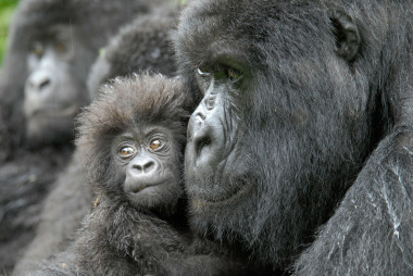 <p>Una hembra de gorila junto a su cría de cuatro meses en la República Democrática del Congo. / Conservation International | Russell A. Mittermeier</p>