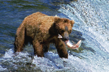 <p>Ejemplar de oso pardo. / Wikimedia</p>