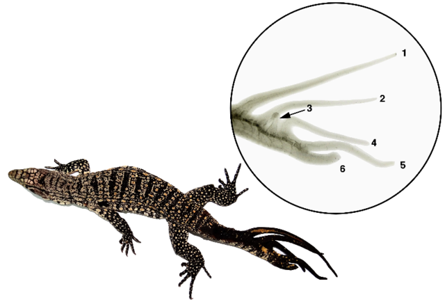 El joven ejemplar de lagarto blanco de seis colas. / N. Pelegrin y S.M. Leão