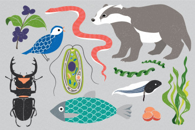 <p>La iniciativa permitirá secuenciar los genomas de todas las especies conocidas del planeta. / Graphic by Mirhee Lee</p>