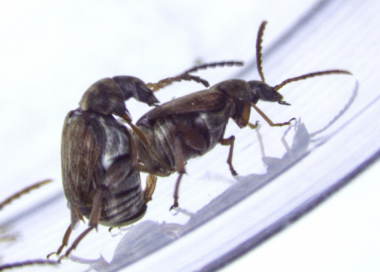 <p>Un escarabajo macho intenta montar a otro, pero de manera general el escarabajo montado escapa. / Ivain Martinossi-Allibert</p>