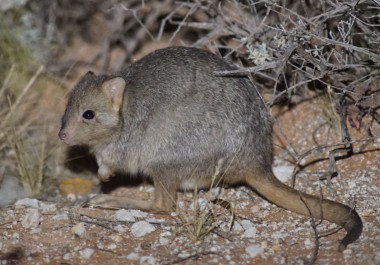 <p>Los investigadores introdujeron 352 ratas canguro con cuatro gatos domésticos machos esterilizados para entrenarlas. / Hugh McGregor</p>