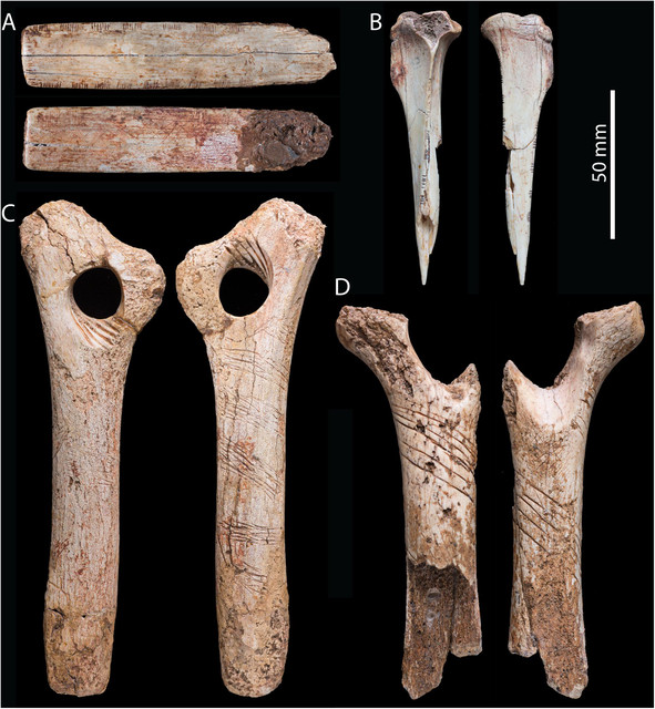 Restos de huesos humanos grabados procedentes de Gough's Cave. / Bello et al (2017)