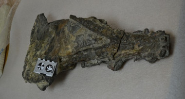 <p>Cocodrilo de Ordesa, ejemplar único en España de un cráneo de cocodrilo marino de hace 50 millones de años hallado en Huesca que permanece sin estudiar, tal y como se encontró en la roca. / José Ignacio Canudo</p>