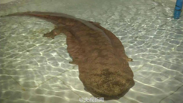 Hallan-en-China-una-salamandra-gigante-viva-de-200-anos-de-edad_image640_.jpg