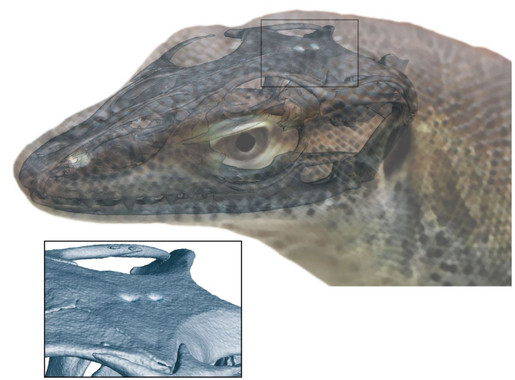 <p>Muchos lagartos modernos tienen un tercer ojo, pero es la primera vez que se descubre un cuarto ojo en un vertebrado con mandíbula. / Sociedad Senckenberg de Ciencias Naturales (Alemania) / Andreas Lachmann / Digimorph.org</p>
