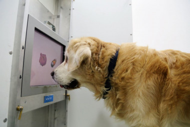 <p>Un perro mayor mira atentamente la pantalla táctil. / Messerli Research Institute/ Vetmeduni Vienna</p>