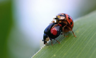 <p>Los insectos son de los animales más promiscuos. / Pixabay</p>
