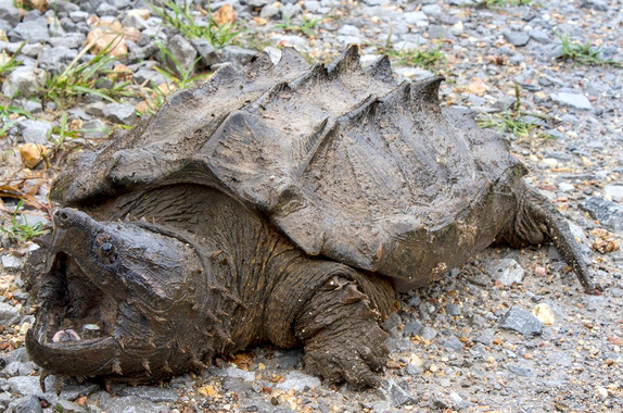 <p>Los científicos han encontrado a este ejemplar salvaje de tortuga caimán, el primero que se halla desde 1984. / Eva Kwiatek</p>