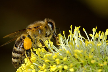 <p>Una abeja polinizando una flor. / PIXABAY</p>