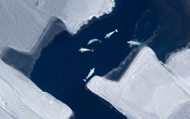 <p>Vista aérea de belugas en el Mar de Chukchi. / Vicki Beaver/North Slope Borough</p>