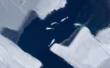 <p>Vista aérea de belugas en el Mar de Chukchi. / Vicki Beaver/North Slope Borough</p>