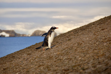 <p>Un pingüino papúa en la isla de Ardley / Stephen Roberts</p>