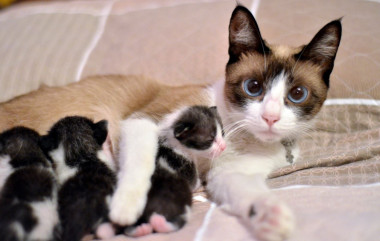 Las gatas entienden mejor que los gatos el llanto de sus crías