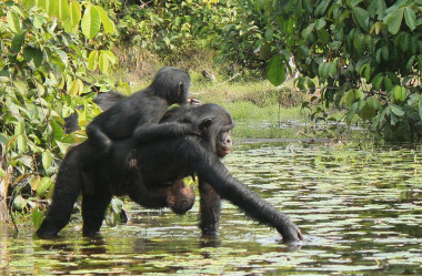 <p>Una hembra de bonobo carga con sus crías. / Douglas/LKBP</p>