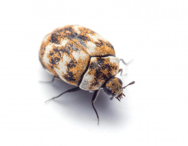 <p>Uno de los artrópodos más comunes que los investigadores encontraron en los hogares: el escarabajo de las alfombras (<em>Anthrenus verbasci</em>). / Matt Bertone/Universidad Estatal de Carolina del Norte.</p>