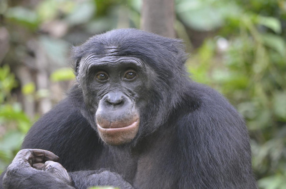 <p>Fizi, un bonobo macho adulto en Lola ya Bonobo, República Democrática del Congo / Christopher Krupenye, Universidad de Duke.</p>