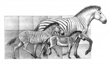 <p>Tres especies del género <em>Hipparion</em>, que convivieron en la península ibérica hace entre 9 y 5 millones de años, un buen ejemplo de la variabilidad de tamaño en el linaje de los caballos. / Mauricio Antón</p>