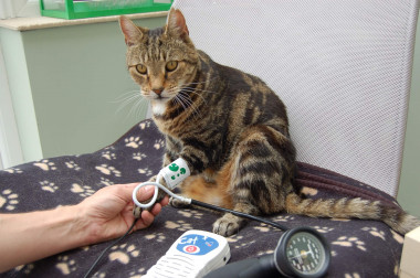 <p>Medir la tensión arterial en los gatos puede ayudar a tratar con tiempo problemas derivados de la hipertensión / Andrew Sparkes</p>