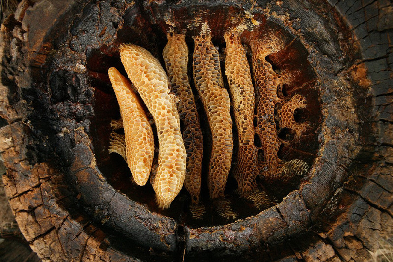 Resultado de imagen para cera de abejas antigua