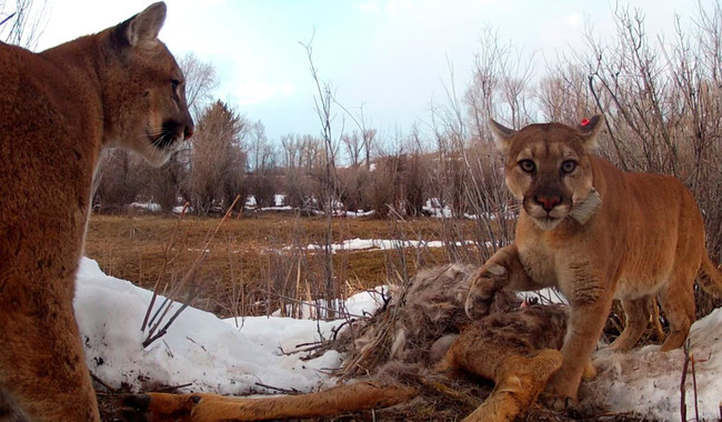 <p>Un joven macho (sin collar) se acerca a la presa cazada por una joven hembra (con collar). / Mark Elbroch / Panthera</p>