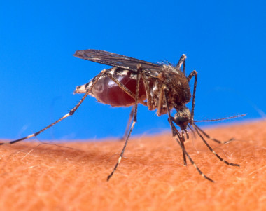 Una hembra de Aedes aegypti en plena acción, picando a un humano. Solamente los ejemplares femeninos de esta especie se alimentan de la sangre de nuestra especie. Cuando pican, transmiten enfermedades a través de los virus que albergan en su organismo, como el del zika, el dengue y el chikunguña. Imagen: Wikipedia 