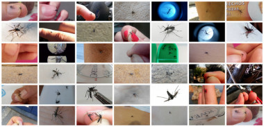 <p>Fotos de mosquito tigre enviadas por ciudadanos. / <a href="http://www.mosquitoalert.com/sobre-nosotros/oficina-de-prensa/" target="_blank">Mosquito Alert</a>,</p>