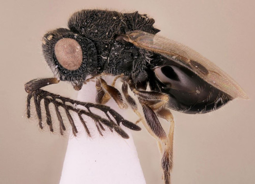 <p>Ejemplar de la nueva especie de avispa parásita, con sus dientes de sierra en la espalda. / Carolyn Trietsch</p>