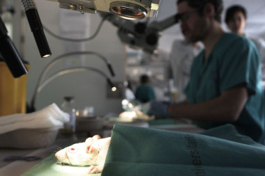 <p>Cirujanos maxilofaciales y plásticos, y otorrinos practicando en el Hospital de La Paz de Madrid, un trasplante facial a una rata para después aplicarlo en humanos y reconstruirles cara y cuello, después de un accidente o un tumor. / © EFE</p>
