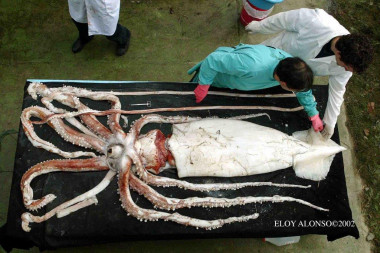 <p>Ejemplar de calamar gigante hembra capturado en las costas de Asturias. / Eloy Alonso.</p>