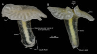 'Dendrogramma enigmatica'. / Just et al.