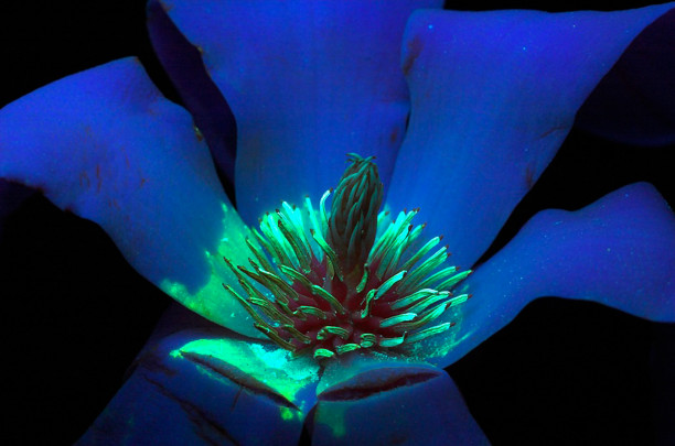 09 Fluorescencia flor Magnolia stellata-01