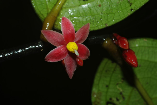 1. Flower of Sirdavidia solannona Annonaceae_gen_nov_Gabon_Mt-Cristal_Nov2013_33