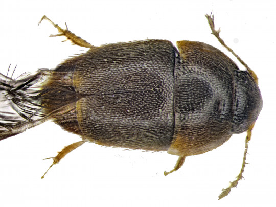 1. P.osopaddington dorsal image 