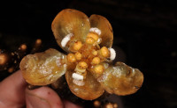 'Balanophora coralliformis'. / Pelser & Tandang