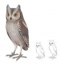 Ilustración del aspecto del autillo común europeo (izquierda) y de la especie extinta Otus mauli de Madeira. Imagen: Pau Oliver