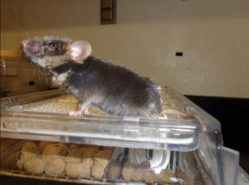 Quimera de un año creada integrando células madre de rata en un blastocito de ratón. / Juan Carlos Izpisua Belmonte