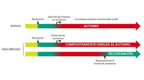140715_esquema_autismo_US 140715_esquema_autismo_US