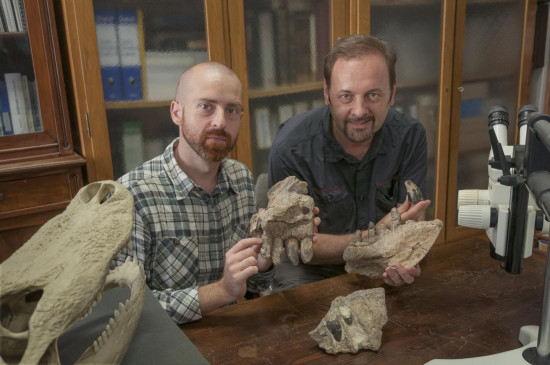 Los paleontólogos Cristiano Dal Sasso (derecha) y Simone Maganuco (izquierda) exhiben algunos huesos de cráneo de Razanandrongobe sakalavae en el Museo de Historia Natural de Milán / Giovanni Bindellini