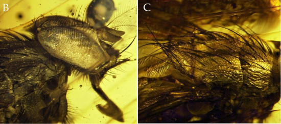 Ejemplar de Mesembrinella caenozoica en ámbar / Cerretti et al. (2017) Ejemplar de Mesembrinella caenozoica en ámbar / Cerretti et al. (2017)