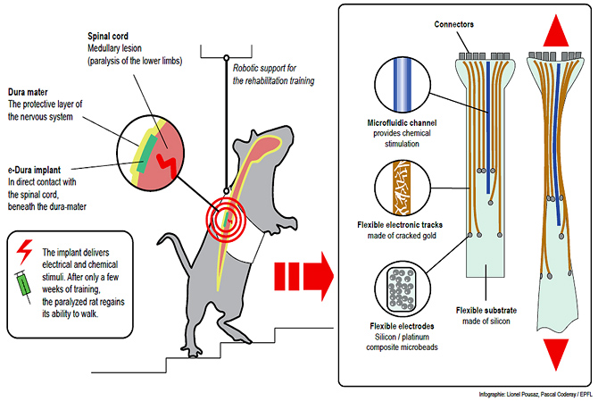 150108_ratones_infograf2-EPFL