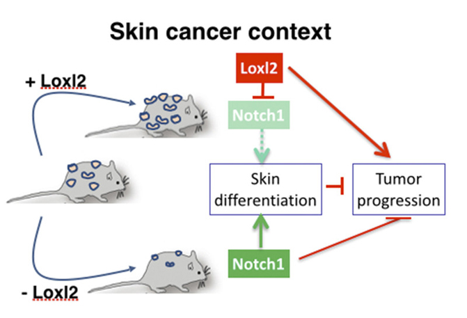 150413_Una-proteina-participa-en-la-progresion-de-carcinomas-escamosos_image800_