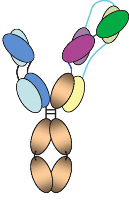 Diagrama del anticuerpo tres-en-uno de VIH. Los segmentos azul, púrpura y verde se unen a un sitio crítico diferente sobre el virus. / NIAID