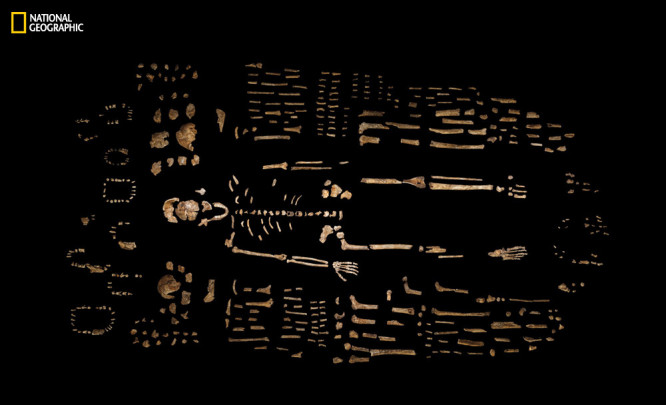 Esqueleto compuesto de H.naledi. / Robert Clark/National Geographic