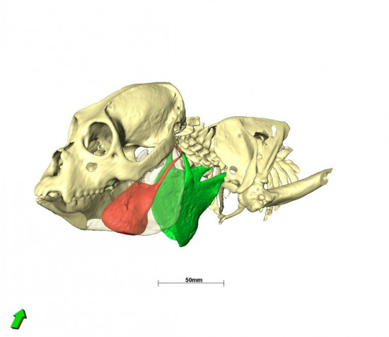 Modelo 3 D generado por ordenador de un mono aullador rojo de Bolivia (Alouatta sara), con el hueso hioides en rojo / Jacob Dunn