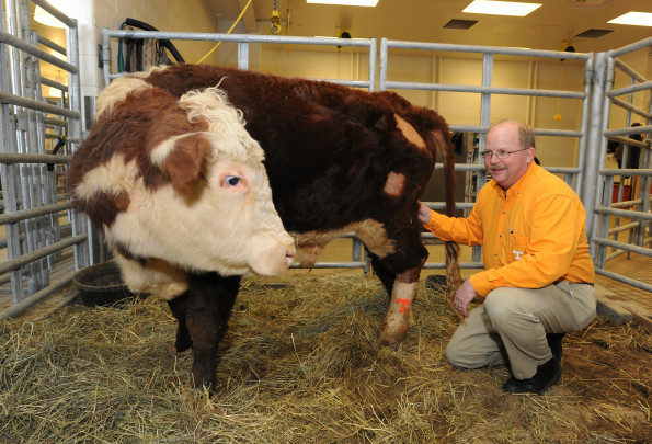 David E. Anderson junto a Dudley, recién operado. / University of Tennessee College of Veterinary Medicine