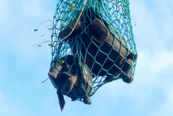 Las tortugas capturadas en isla Isabela fueron transportadas en helicóptero y barco hasta el Centro de Crianza Fausto Llerena de la isla Santa Cruz. / Joe Flanagan