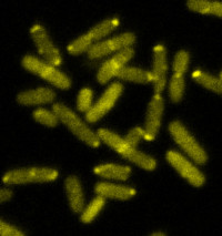 160201_UAB_QuimioreceptorsMicroscopi