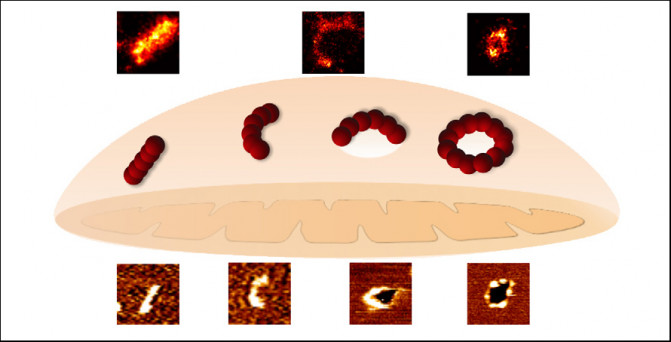 160216_mitocodria_The Embo Journal R. Salvador-Gallego et al