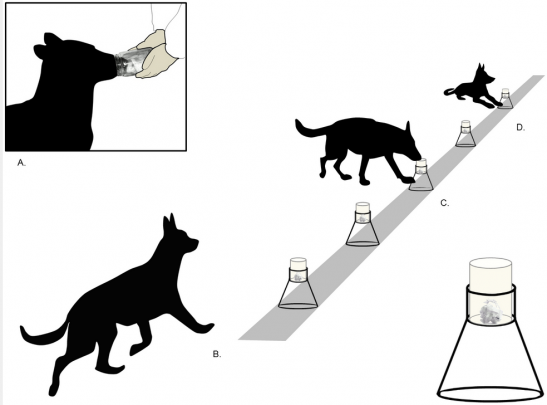 Entrenamientos realizados por los perros que olfatean el olor de referencia y lo reconocen en alguno de los frascos expuestos. / Ferry et al.